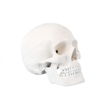 Модель черепа Bone разборная 1:1-1